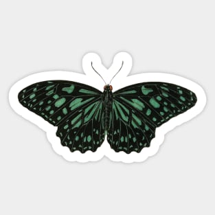 Green Butterfly Sticker